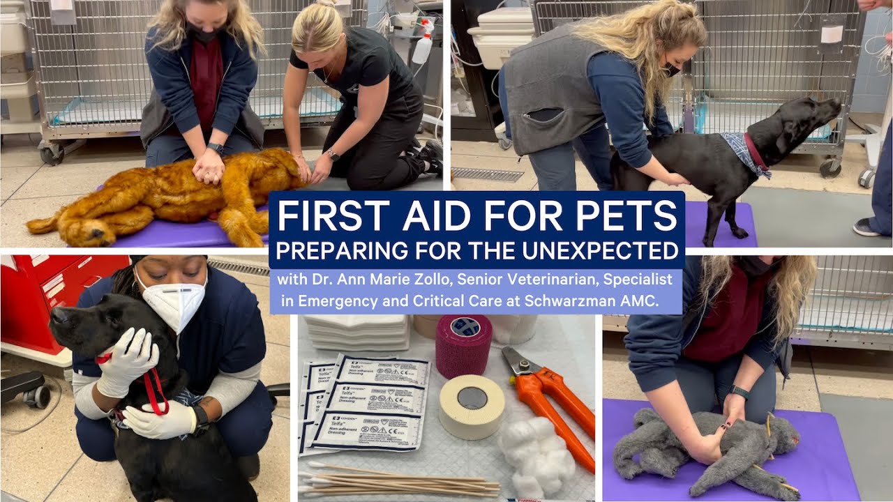 Preparing for the Unexpected Handling Dog Vet Emergencies SarverFire